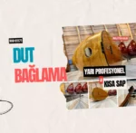 Dut Bağlama Yarı Profesyonel