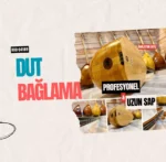 Uzun Sap Dut Bağlama