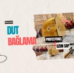 Profesyonel Uzun Sap Dut Bağlama