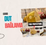Kısa Sap Dut Bağlama