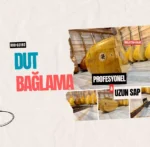 Uzun Sap Dut Bağlama