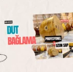 Profesyonel Bağlama